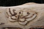 This mighty oak trunk was given a new lease of life with a beautifully carving of a woodland wildlife scene for the children of a school nursery to enjoy for many generations to come.